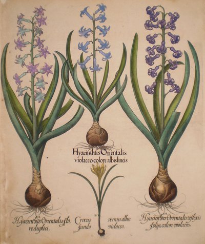 Hyacinthus orientalis floreduplici-Hyacinthus orientalis violaceo albislienis-Crocus vernus albus fundo violaceo-Hyacinthus orientalis reflexis folys colore violaceo door Basilius Besler