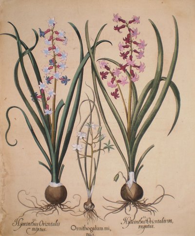 Hyacinthus orientalis mixtus-Ornithogalum minus-Hyacinthus orientalis veriegatus door Basilius Besler