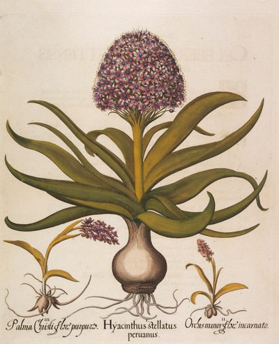 Hyacinthus stellatus, 1613 door Basilius Besler