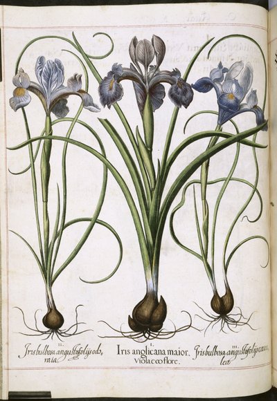 Iris, uit 
