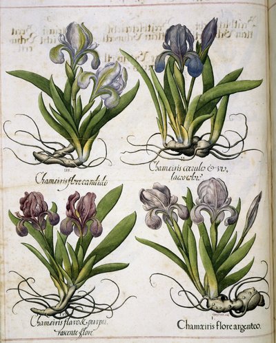 Iris, uit 