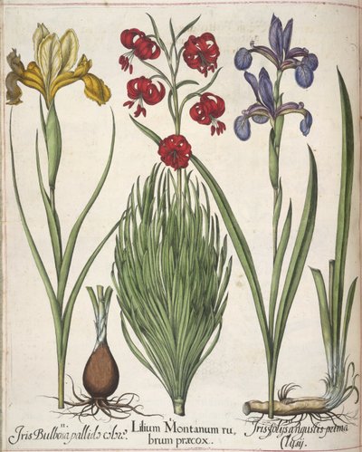 Iris, uit 