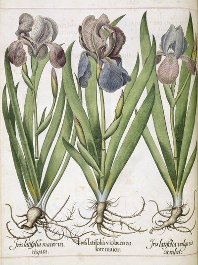 Iris, uit 