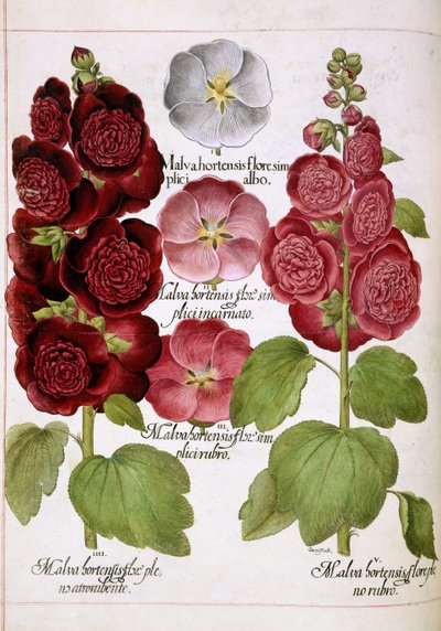 Malva Hortensis, uit 