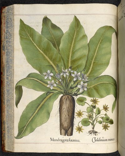 Mandrake Mandragora foemina, illustratie uit 