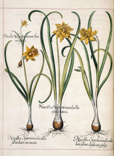 Narcissus, uit 