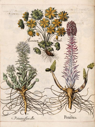 Petasites, uit 