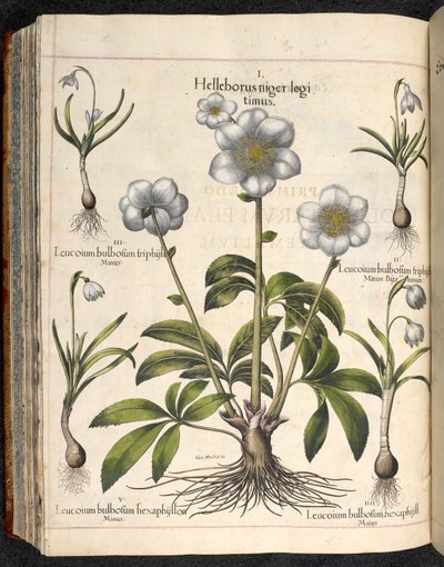Plaat 29: Helleborus niger ... Hortus Eystettensis, ... Basilius Besler door Basilius Besler