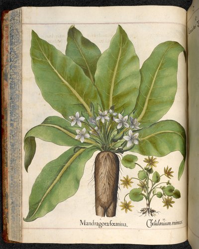 Mandragora foemina (Mandragora), uit Hortus Eystettensis, door Basilius Besler door Basilius Besler