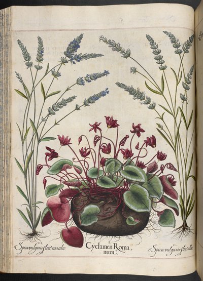 Cyclamen Romanum, uit Hortus Eystettensis, door Basilius Besler door Basilius Besler