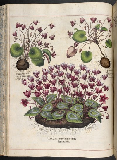 Plate 348: Cyclamen, Hortus Eystettensis, Basilius Besler, 1613 door Basilius Besler