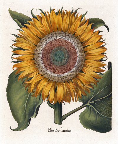 De gewone zonnebloem door Basilius Besler
