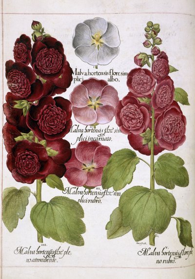 Drie planten door Basilius Besler