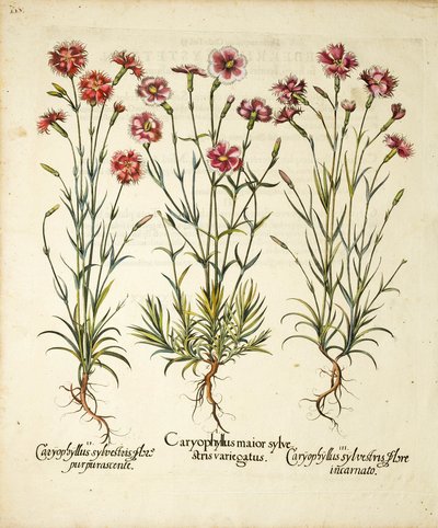 Variëteiten van Caryophyllus Sylvestris gepubliceerd in Hortus Eystettensis door Basilius Besler