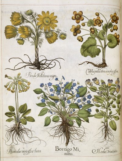 Diverse planten, uit 