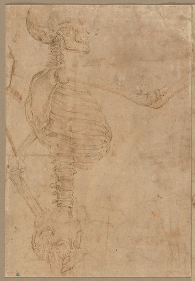 Halflang Skelet in Profiel, vroege jaren 1540 door Battista Franco