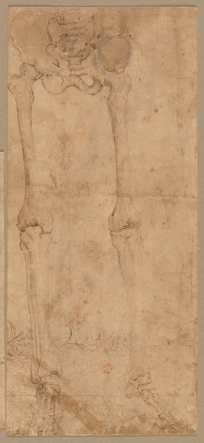 Onderste helft van skelet van voren, vroege 1540s door Battista Franco