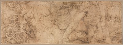 Torsos met Ribbenkasten door Battista Franco