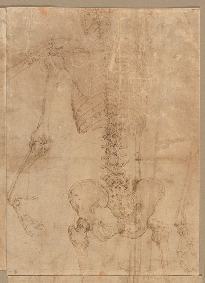 Bovenste Helft van Skelet van Achteren, vroege jaren 1540 door Battista Franco