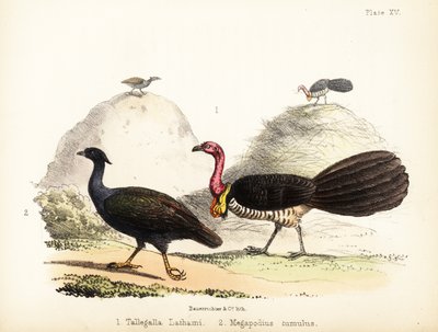 Gweela en oranjevoetboshoen, 1855 door Bauerrichter