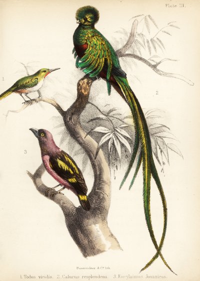 Jamaicaanse tody, schitterende quetzal en gebandeerde breedbek, 1855 door Bauerrichter