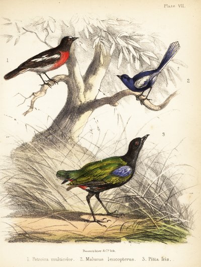 Pacifische roodborst, witvleugelige elfjeswinterkoning en regenboogpitta door Bauerrichter