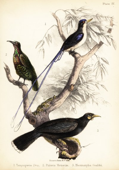 Paradijsvogel, Victoria