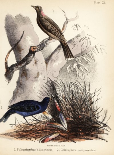 Satijn- en bruinborstvogel door Bauerrichter