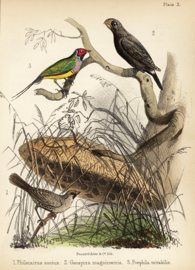Sociable wever, grote grondvink en Gouldian vink door Bauerrichter
