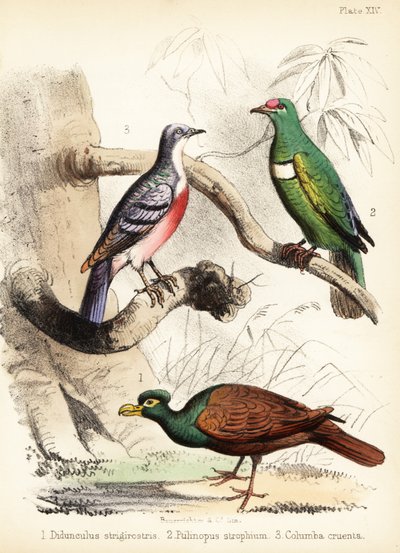 Tandduif, witborstvruchtenduif en Luzon bloedende duif, 1855 door Bauerrichter