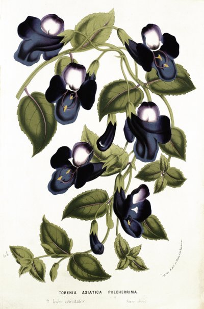 Torenia Asiatica pulcherrima, uit 