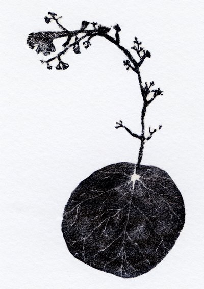 Lichenblad, 2014 door Bella Larsson