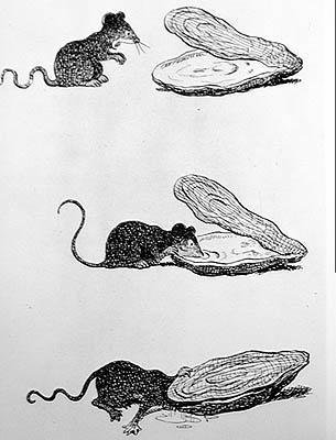 De rat en de oester (gravure, 20e eeuw) door Benjamin (after) Rabier