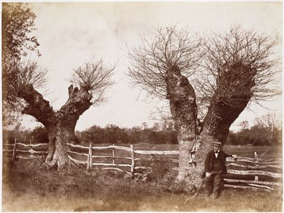 Een heggenboom, 1852 door Benjamin Brecknell Turner