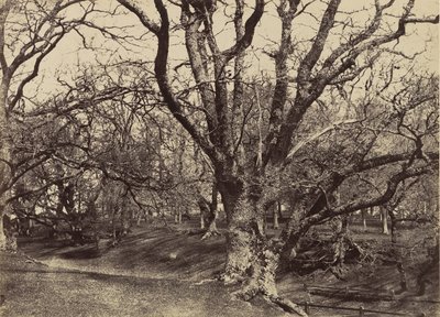 Pepperharrow Park, Surrey, 1852-54 door Benjamin Brecknell Turner