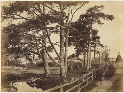 Schotse Dennebomen, Hawkhurst door Benjamin Brecknell Turner
