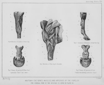 Anatomie, de botten, spieren en slagaders van het voorbeen door Benjamin Herring