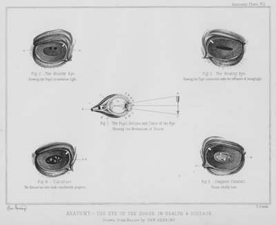 Anatomie, het oog van het paard, in gezondheid en ziekte door Benjamin Herring