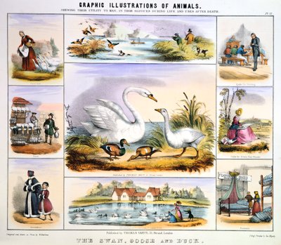 De Zwaan, Gans en Eend, ca. 1850 door Benjamin Waterhouse Hawkins