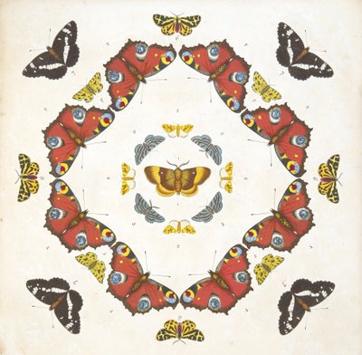 Detail (plaat 1) uit Een Zeldzame Afbeelding van Vlinders en Motten, uitgegeven 1764 door Benjamin Wilkes