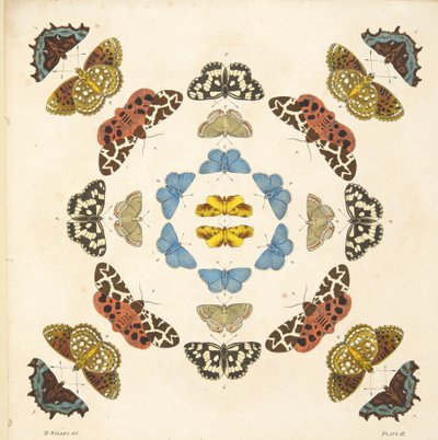 Detail (plaat III) uit Een Zeldzame Afbeelding van Vlinders en Motten, uitgegeven 1764 door Benjamin Wilkes