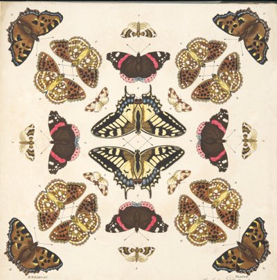 Detail (plaat II) uit Een Zeldzame Afbeelding van Vlinders en Motten, uitgegeven 1764 door Benjamin Wilkes
