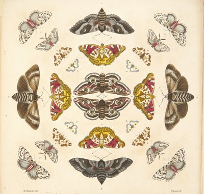 Detail (plaat IV) uit Een Zeldzame Afbeelding van Vlinders en Motten, uitgegeven 1764 door Benjamin Wilkes