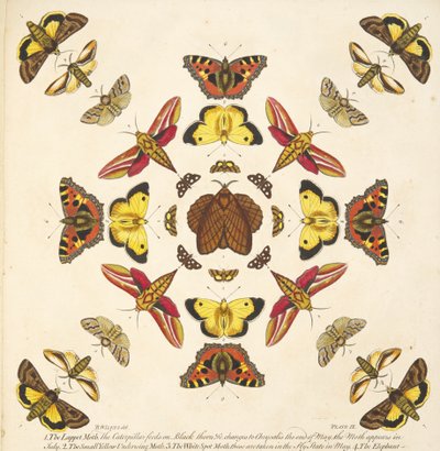 Detail (plaat IX) uit Een zeldzame afbeelding van vlinders en motten, pub. 1764 (handgekleurde gravure) door Benjamin Wilkes