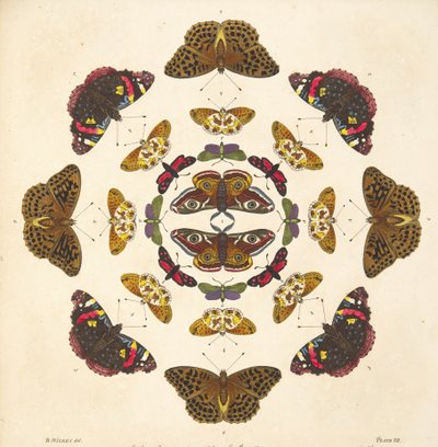 Detail (plaat VII) uit Een Zeldzame Afbeelding van Vlinders en Motten, uitgegeven 1764 door Benjamin Wilkes