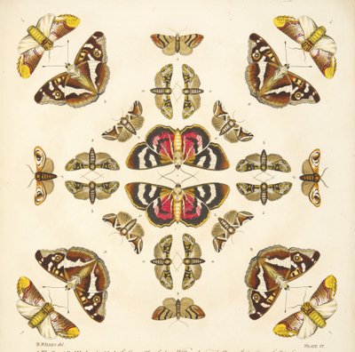 Detail (plaat VI) uit Een Zeldzame Afbeelding van Vlinders en Motten, uitgegeven 1764 door Benjamin Wilkes