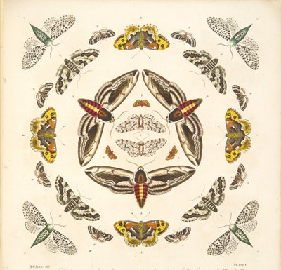 Detail (plaat V) uit Een Zeldzame Afbeelding van Vlinders en Motten, uitgegeven 1764 door Benjamin Wilkes