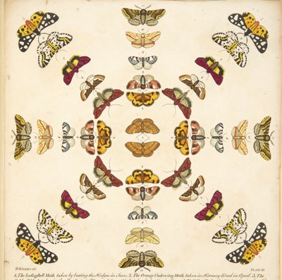 Detail van Plaat XI, uit Een Zeldzame Afbeelding van Vlinders en Motten, uitgegeven 1764 (handgekleurde gravure) door Benjamin Wilkes