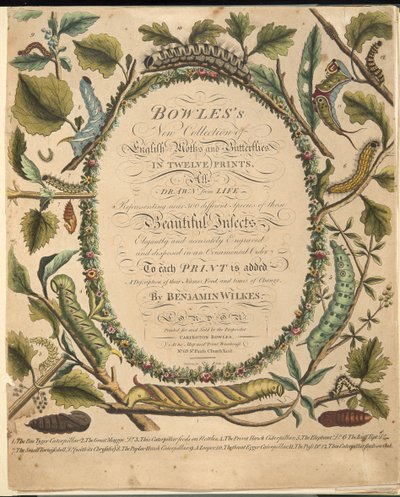 Frontispice uit Een Zeldzame Afbeelding van Vlinders en Motten, uitgegeven 1764 door Benjamin Wilkes