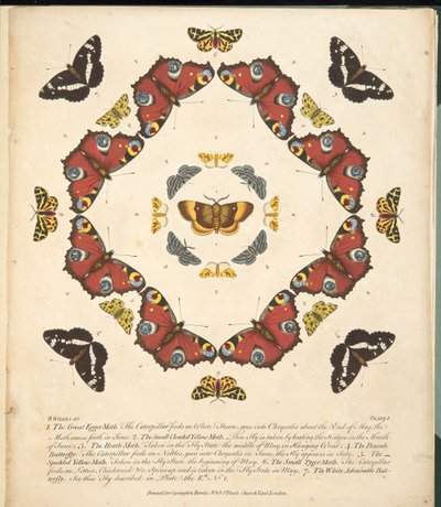 Plaat 1 uit Een Zeldzame Afbeelding van Vlinders en Motten, uitgegeven 1764 door Benjamin Wilkes